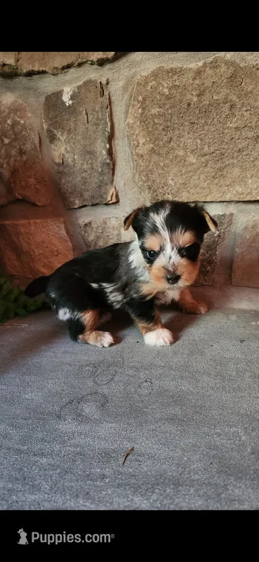 Rosie...female....parti/merle – Yorkshire Terrier puppy for sale in Old Fort, TN