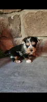 Rosie...female....parti/merle, a female Yorkshire Terrier for sale in Old Fort, TN – 1 of 5