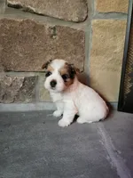 Ollie....male....parti/merle, a male Yorkshire Terrier for sale in Old Fort, TN – 6 of 6