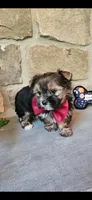 Snickers , a male Morkie for sale in Old Fort, TN – Photo 3 of 10