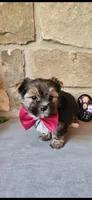 Snickers , a male Morkie for sale in Old Fort, TN – Photo 2 of 10