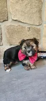 Snickers , a male Morkie for sale in Old Fort, TN – Photo 4 of 10