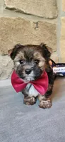 Snickers , a male Morkie for sale in Old Fort, TN – Photo 1 of 10