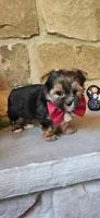 Snickers , a male Morkie for sale in Old Fort, TN – Photo 9 of 10