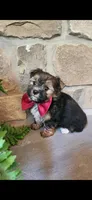 Snickers , a male Morkie for sale in Old Fort, TN – Photo 7 of 10