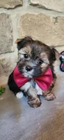Snickers , a male Morkie for sale in Old Fort, TN – Photo 10 of 10