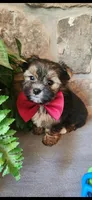 Snickers , a male Morkie for sale in Old Fort, TN – Photo 8 of 10