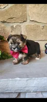 Snickers , a male Morkie for sale in Old Fort, TN – Photo 6 of 10