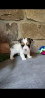 Dottie, a female Yorkshire Terrier for sale in Old Fort, TN – 9 of 9