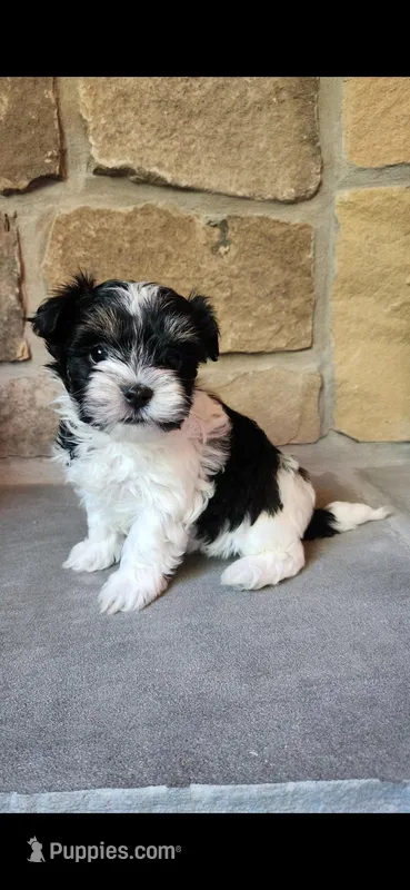Anna Grace – Morkie puppy for sale in Old Fort, TN