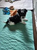 Anna Grace, a female Morkie for sale in Old Fort, TN – Photo 2 of 2