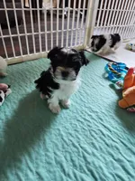 Anna Grace, a female Morkie for sale in Old Fort, TN – Photo 1 of 2