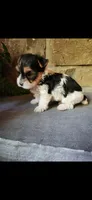 Tyler...male...parti, a male Yorkshire Terrier for sale in Old Fort, TN – 6 of 6