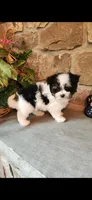 Krystal Rose , a female Morkie for sale in Old Fort, TN – Photo 10 of 10