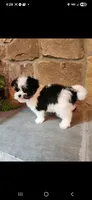 Krystal Rose , a female Morkie for sale in Old Fort, TN – Photo 7 of 10