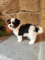 Krystal Rose , a female Morkie for sale in Old Fort, TN – Photo 4 of 10