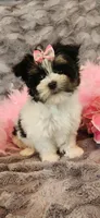 Krystal Rose , a female Morkie for sale in Old Fort, TN – Photo 3 of 10