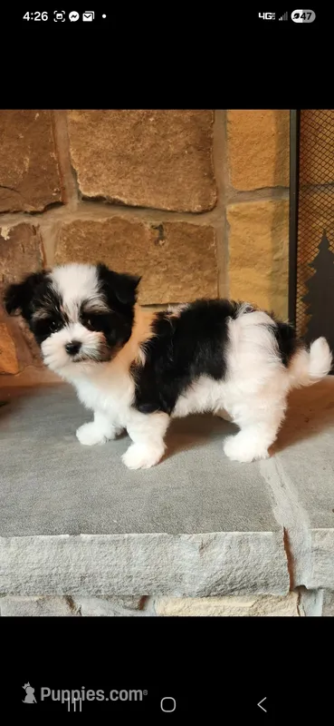 Krystal Rose  – Morkie puppy for sale in Old Fort, TN