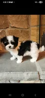 Krystal Rose , a female Morkie for sale in Old Fort, TN – Photo 6 of 10