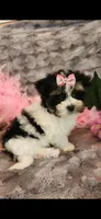 Krystal Rose , a female Morkie for sale in Old Fort, TN – Photo 5 of 10