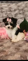 Krystal Rose , a female Morkie for sale in Old Fort, TN – Photo 9 of 10