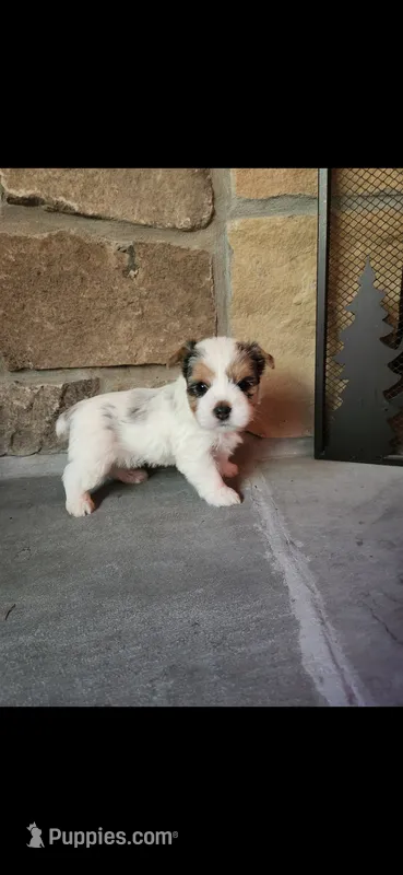 Ollie....male....parti/merle – Yorkshire Terrier puppy for sale in Old Fort, TN