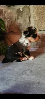 Rosie...female....parti/merle, a female Yorkshire Terrier for sale in Old Fort, TN – 3 of 5