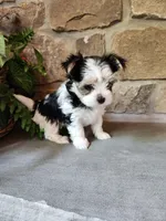 Sunday Rose, a female Yorkshire Terrier for sale in Old Fort, TN – Photo 7 of 10