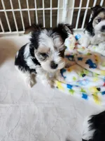 Sunday Rose, a female Yorkshire Terrier for sale in Old Fort, TN – Photo 10 of 10