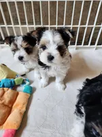 Sunday Rose, a female Yorkshire Terrier for sale in Old Fort, TN – Photo 9 of 10