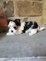Sunday Rose, a female Yorkshire Terrier for sale in Old Fort, TN – Photo 6 of 10