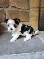 Sunday Rose, a female Yorkshire Terrier for sale in Old Fort, TN – Photo 5 of 10