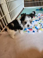 Sunday Rose, a female Yorkshire Terrier for sale in Old Fort, TN – Photo 8 of 10