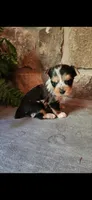 Rosie...female....parti/merle, a female Yorkshire Terrier for sale in Old Fort, TN – 5 of 5