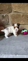 Dottie, a female Yorkshire Terrier for sale in Old Fort, TN – 1 of 9