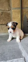 Dottie, a female Yorkshire Terrier for sale in Old Fort, TN – 4 of 9