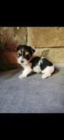 Tyler...male...parti, a male Yorkshire Terrier for sale in Old Fort, TN – 4 of 6