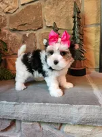 Tammy Jo, a female Morkie for sale in Old Fort, TN – Photo 7 of 10
