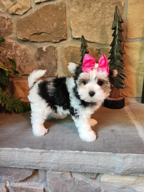 Tammy Jo – Morkie puppy for sale in Old Fort, TN