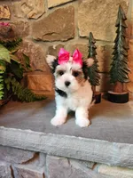 Tammy Jo, a female Morkie for sale in Old Fort, TN – Photo 3 of 10