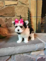 Tammy Jo, a female Morkie for sale in Old Fort, TN – Photo 2 of 10