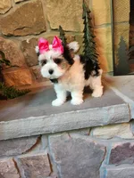 Tammy Jo, a female Morkie for sale in Old Fort, TN – Photo 8 of 10