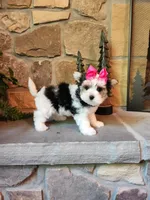 Tammy Jo, a female Morkie for sale in Old Fort, TN – Photo 5 of 10