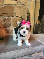 Tammy Jo, a female Morkie for sale in Old Fort, TN – Photo 4 of 10