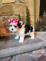 Tammy Jo, a female Morkie for sale in Old Fort, TN – Photo 6 of 10