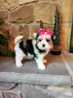 Tammy Jo, a female Morkie for sale in Old Fort, TN – Photo 9 of 10