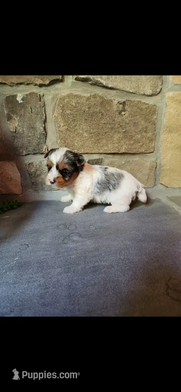 Benji...male...parti/merle – Yorkshire Terrier puppy for sale in Old Fort, TN