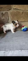 Dottie, a female Yorkshire Terrier for sale in Old Fort, TN – 2 of 9