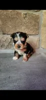 Rosie...female....parti/merle, a female Yorkshire Terrier for sale in Old Fort, TN – 2 of 5