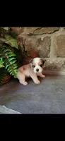 Ollie....male....parti/merle, a male Yorkshire Terrier for sale in Old Fort, TN – 5 of 6